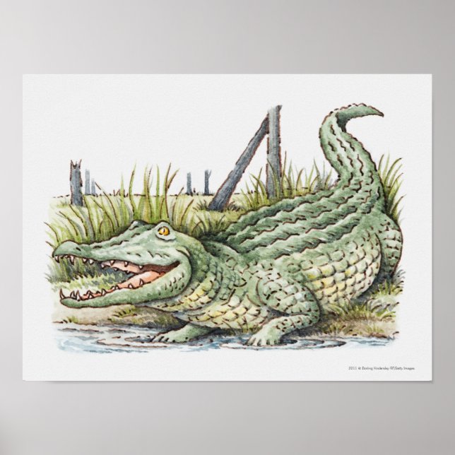 Póster Ilustracion de lagarto en la orilla (Frente)