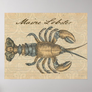 Póster Ilustración de langosta antigua mariscos de Maine