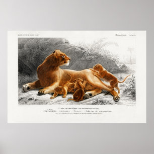 Póster Ilustracion de león de época