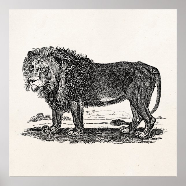 Póster Ilustracion de leones de época - Animal africano d (Frente)
