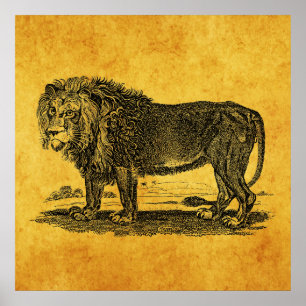 Póster Ilustracion de leones de época - Animal africano d