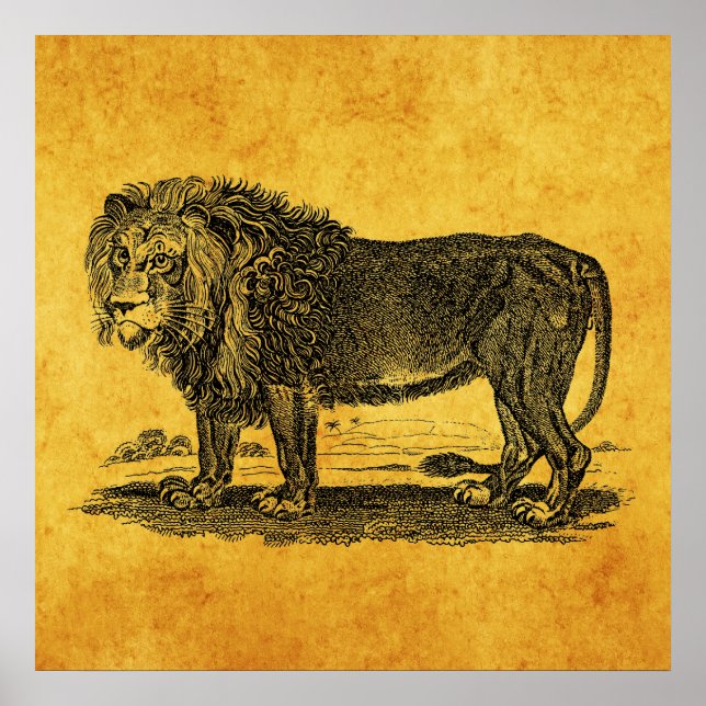 Póster Ilustracion de leones de época - Animal africano d (Frente)