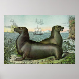 Póster Ilustracion de Leones Marinos Vintage 19"X13"