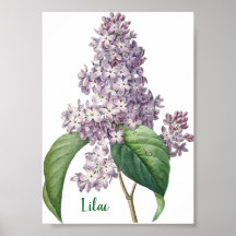 Ilustración de Lila Lavanda en Acuarela
