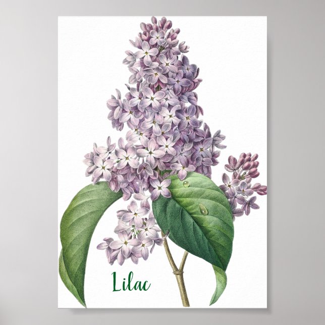 Póster Ilustración de Lila Lavanda en Acuarela (Frente)