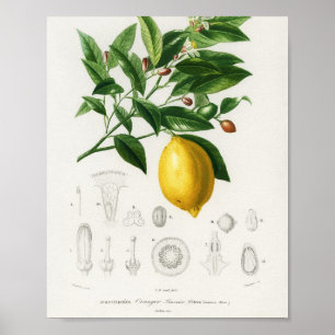 Póster Ilustracion de limón cítrico frutal