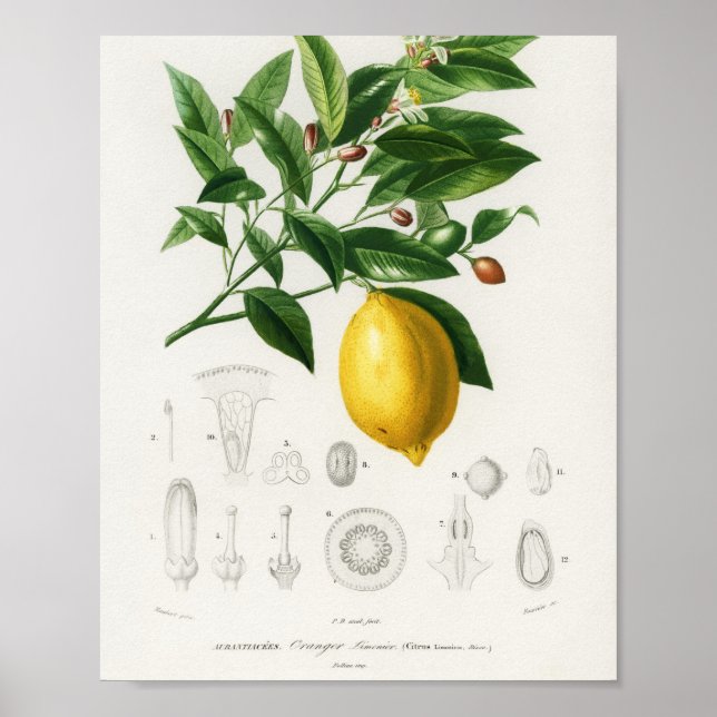 Póster Ilustracion de limón limón cítrico (Frente)