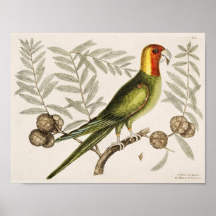 Póster Ilustracion de loro vintage