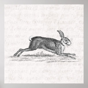 Póster Ilustracion de los 1800s del conejo de conejito de
