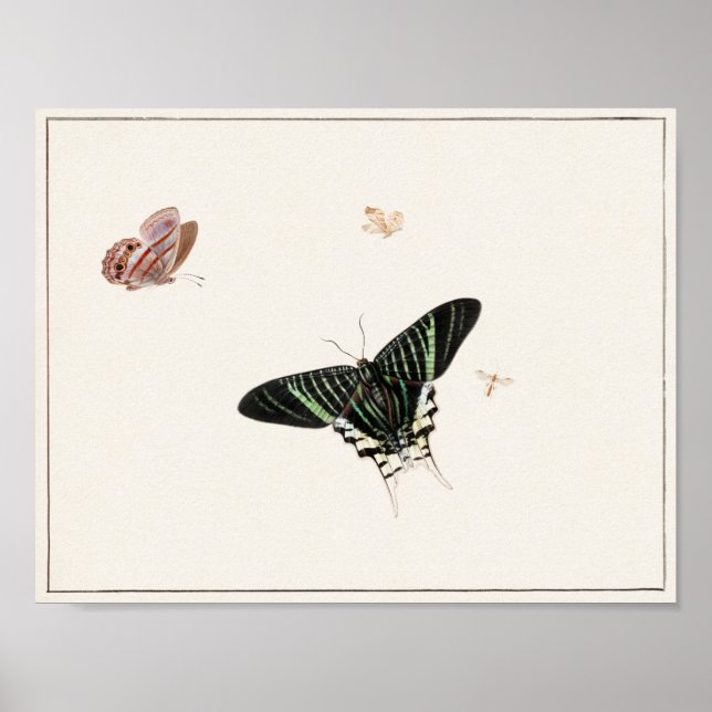Póster Ilustracion de mariposa de época (Frente)