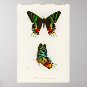 Póster Ilustracion de mariposa de época