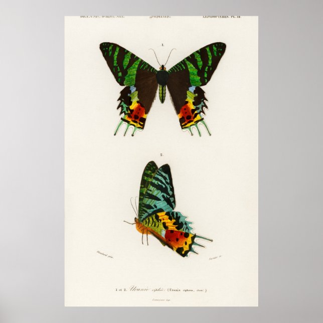 Póster Ilustracion de mariposa de época (Frente)