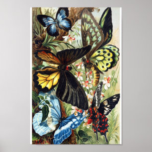 Póster Ilustracion de mariposa de época