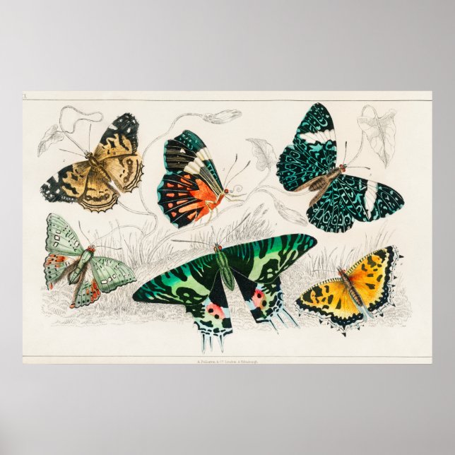 Póster Ilustracion de mariposa de época (Frente)