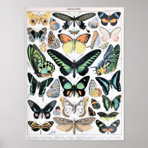 Póster Ilustracion de mariposa de época
