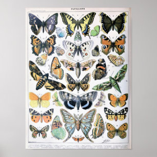 Póster Ilustración de mariposa vintage