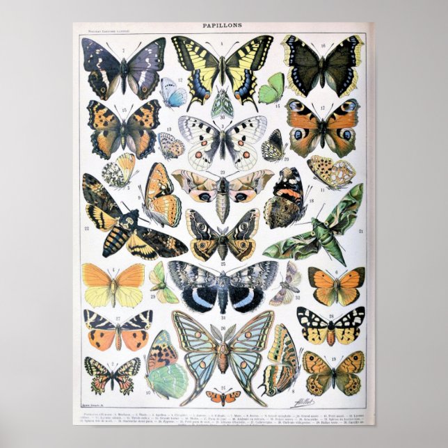 Póster Ilustración de mariposa vintage (Frente)