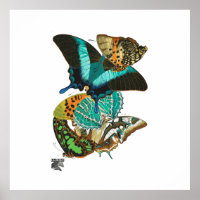 Ilustracion de mariposas E.A. Séguy Vintage