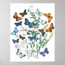 Ilustracion de mariposas vintage