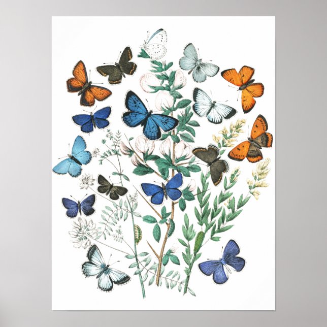 Póster Ilustracion de mariposas vintage (Frente)