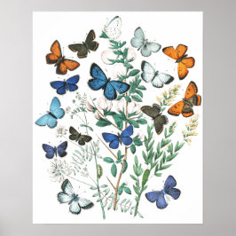 Póster Ilustración de mariposas vintage