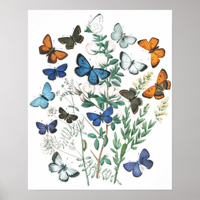 Póster Ilustración de mariposas vintage (Frente)