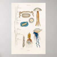 Ilustracion de medusas del siglo XIX - Pescado gel
