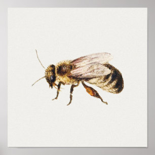 Póster Ilustracion de miel de abeja vendida