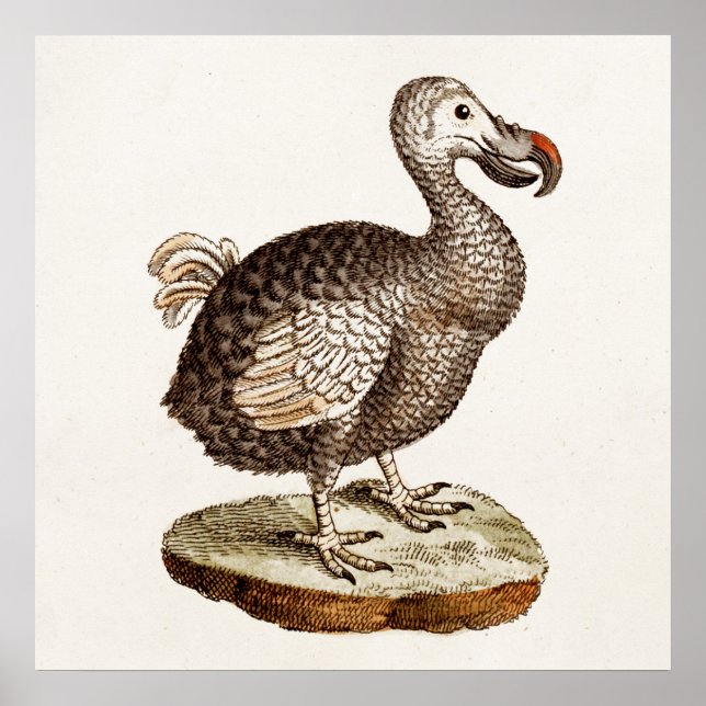 Póster Ilustracion de pájaro de Dodo de los años 1700 (Frente)