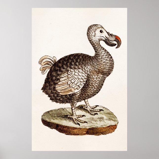 Póster Ilustracion de pájaro de Dodo de los años 1700 (Frente)
