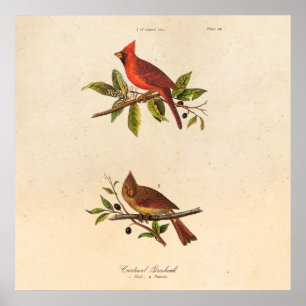 Póster Ilustracion de pájaro de la canción del cardenal v