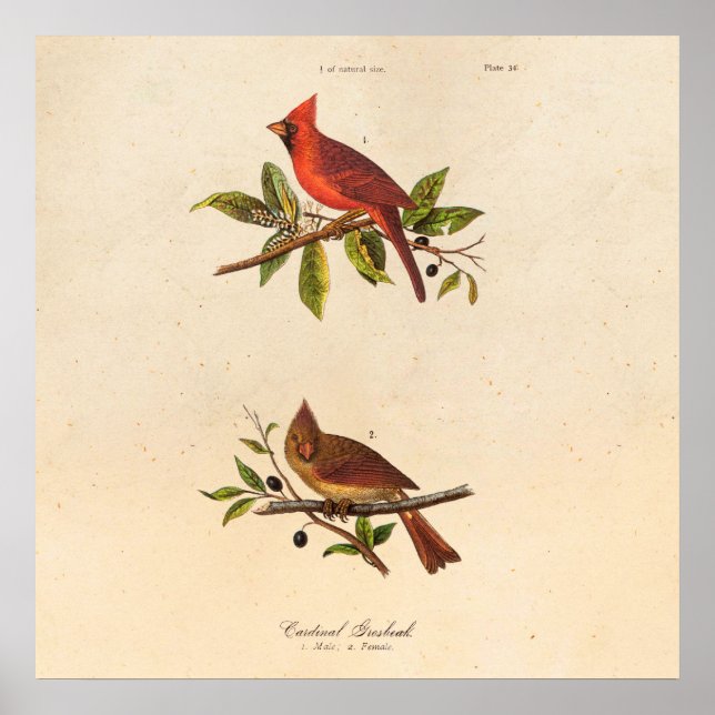 Póster Ilustracion de pájaro de la canción del cardenal v (Frente)
