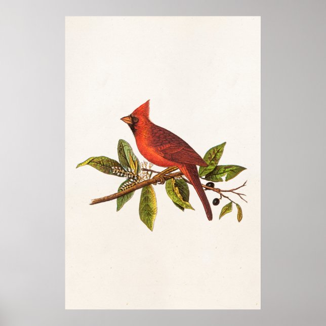 Póster Ilustracion de pájaro de la canción del cardenal v (Frente)