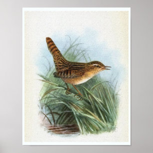 Póster Ilustracion de pájaro de Sedge Wren Vintage