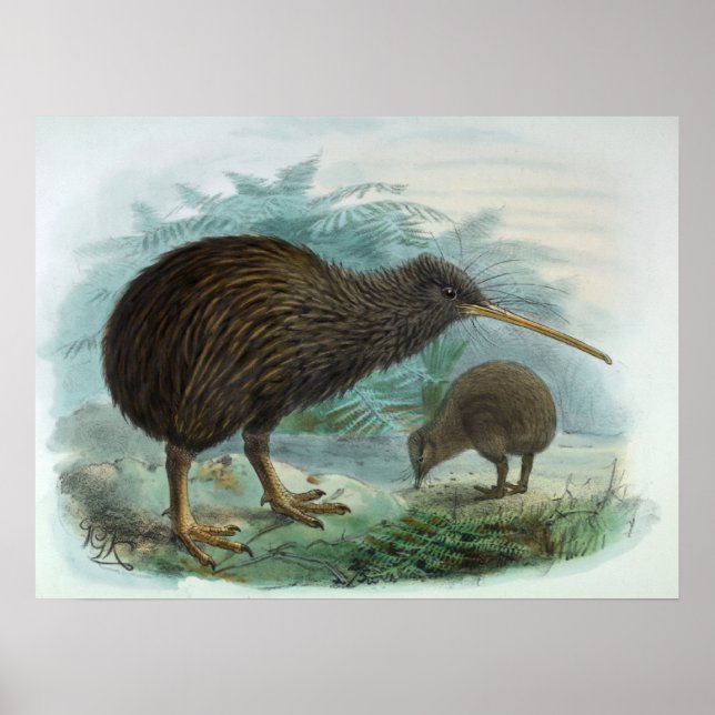 Póster Ilustracion de pájaro marrón kiwi de la Isla del N (Frente)