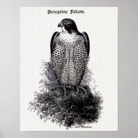 Ilustracion de pájaro Peregrine Falcon Vintage