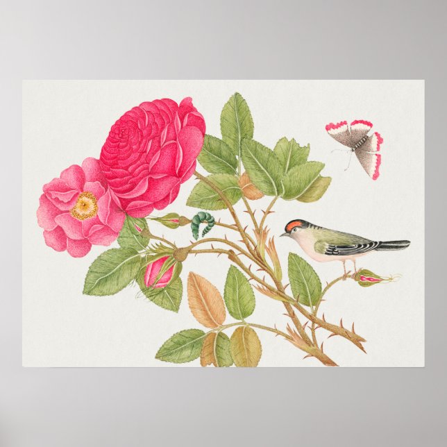 Póster Ilustracion de pájaro vintage (Frente)