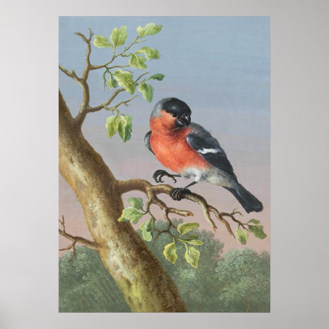 Póster Ilustracion de pájaro vintage (Frente)