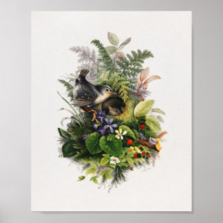 Póster Ilustracion de pájaro vintage