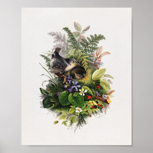 Póster Ilustracion de pájaro vintage (Frente)
