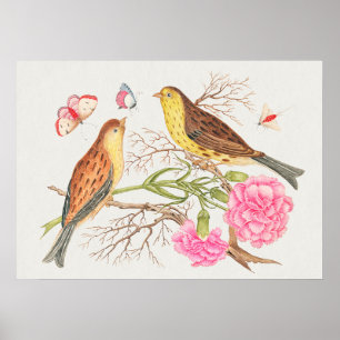 Póster Ilustracion de pájaro vintage