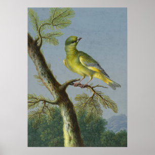 Póster Ilustracion de pájaro vintage