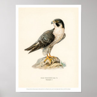 Póster Ilustracion de pájaro vintage - Poster de halcón p