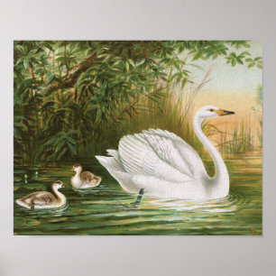 Póster ilustracion de pájaro vintage "Whooper Swan"