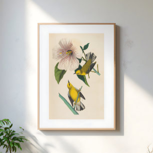 Póster Ilustración de pájaros amarillos vintage sobre flo