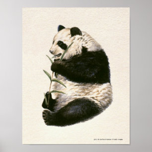 Póster Ilustracion de panda gigante alimentándose con bam