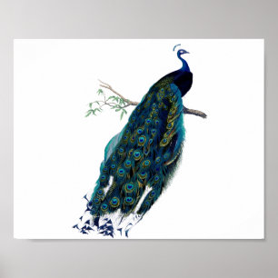 Póster Ilustracion de pavo real