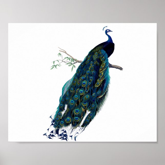 Póster Ilustracion de pavo real (Frente)