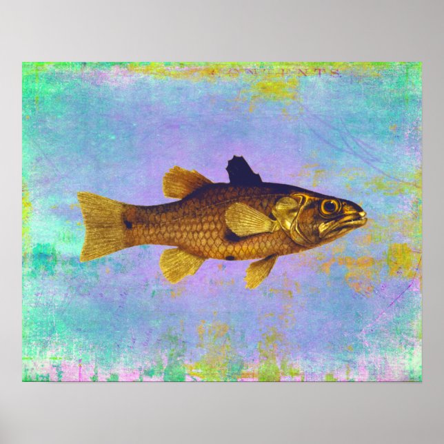 Póster Ilustración de peces de agua dulce de cosecha de v (Frente)