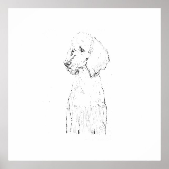 Póster Ilustración de perro Caniche estándar  (Frente)